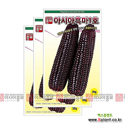 아시아종묘 채소씨앗 - 옥수수씨앗 흑마1호(30gx3)