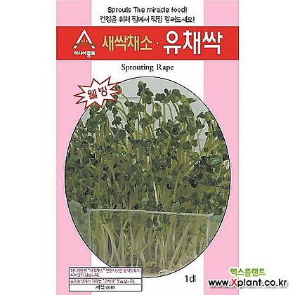 (아시아종묘/새싹씨앗) 유채싹(1kg) 새싹채소