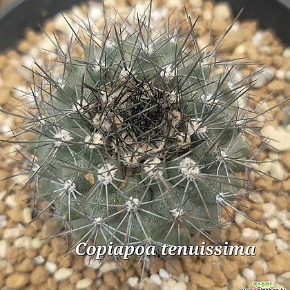 테누이시마(Copiapoa tenuissima)