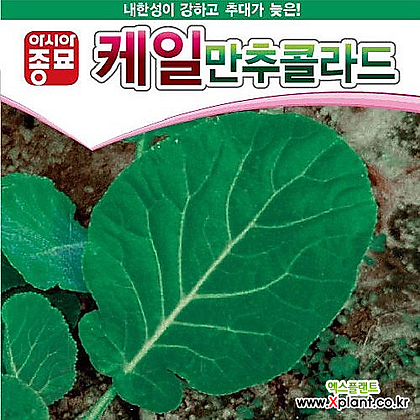 아시아종묘 케일종자씨앗 만추콜라드(100g)