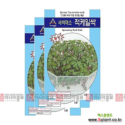 아시아종묘 채소씨앗 - 새싹씨앗 적케일싹(30gx3) 새싹채소