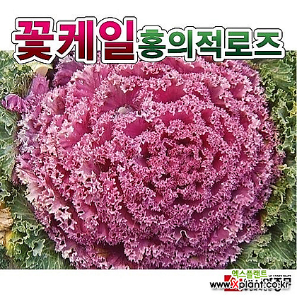 아시아종묘 로즈씨앗종자 홍의 적로즈(5g) 꽃양배추 전문농가용