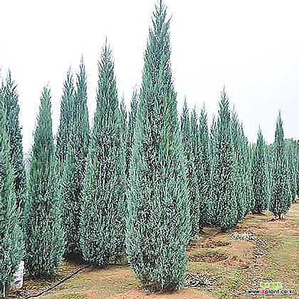 Juniperus scopulorum Blue Angel 21cm h1.0m