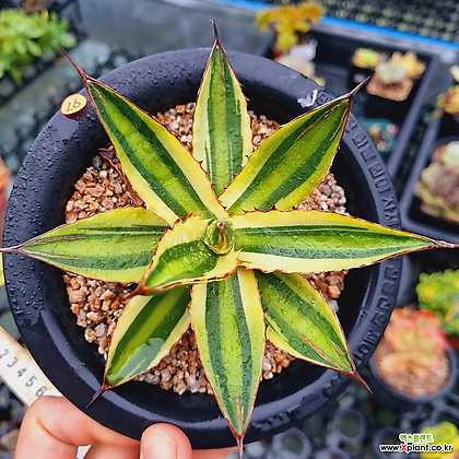Agave lophantha f. variegata Succulents - Xplant