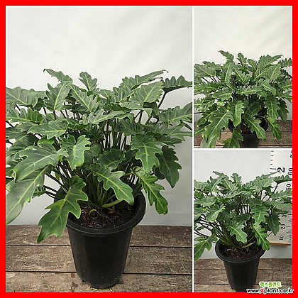 the planted Corpus Christis Indoor Plant Shop – Planted CCTX