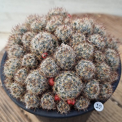 prickly pear plant Shop Our Nopal Prickly Pear Cactus