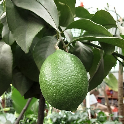 레몬나무 (특대품)