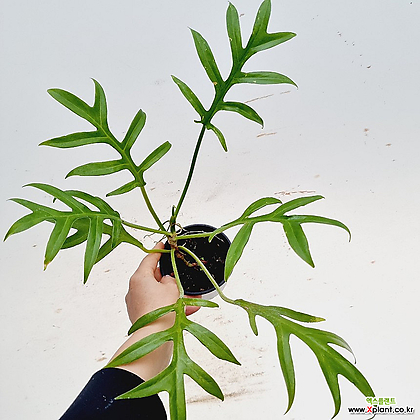 buy pink princess philodendron nz Buy Philodendron Pink Princess Galaxy main image 0
