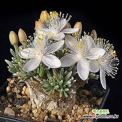 Avonia quinaria ssp Alstonii - , Succulents - Xplant