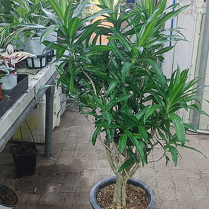 Dracaena Reflexa Song of Jamaica Foliage - Xplant