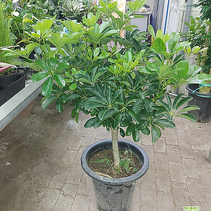 원형홍콩야자  공기정화식물  최상급