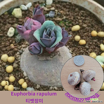 희귀식물 티벳장미(Euphorbia rapulum cactus) / 선인장 구근1구 / 꽃과정원이야기