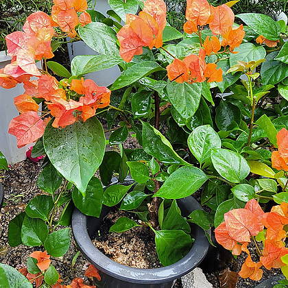 부겐베리아  오렌지색 특