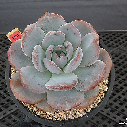 Echeveria Hoshikage 9-2701 Succulents - Xplant