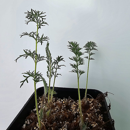 Pelargonium rapaceum 페라고늄 라파세움