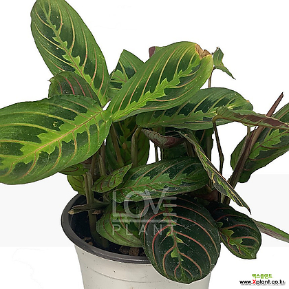 마란타(중품) 레오코네우라 화려한 무늬 관엽식물 칼라데아 공기정화식물 인테리어 화분