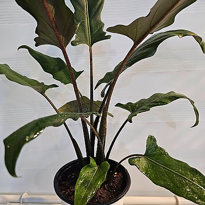 식물공장 로터바키아나 알로카시아 중품 반려식물 35-60cm 199