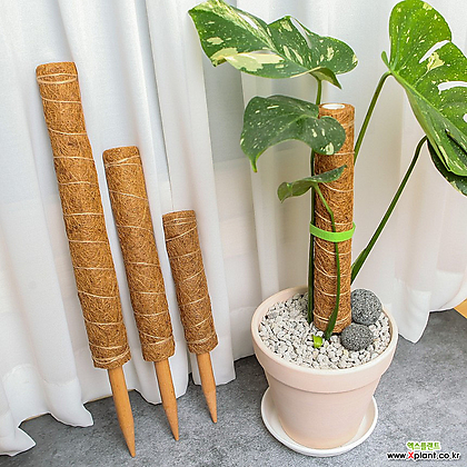 세경팜 식물 수태봉 연결형 코코봉 코코넛 식물지지대 원목 코팅