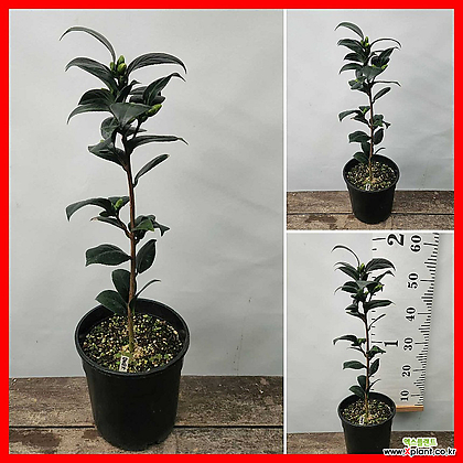 꽃과나무] 다로네가 (연노랑겹동백,50-60cm)