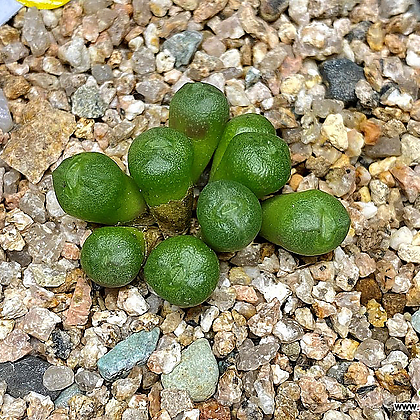 Conophytum ectypum ssp. ignavum CR1451-9두(코노 엑티폼 이그나붐107)