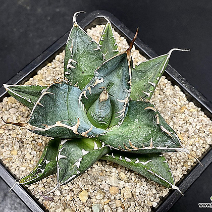 Agave spp Agave titanota "White Ice" () - Xplant