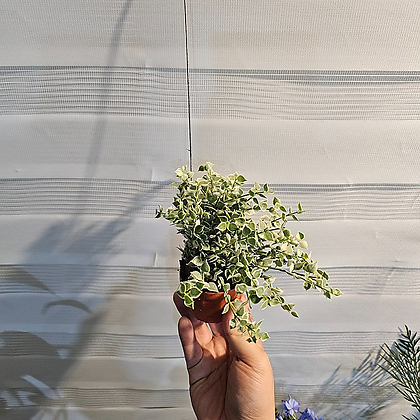 플랜츠영 무늬밀런하트 밀리언하트 공중식물 30-50cm 62