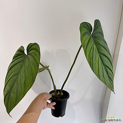 Philodendron colombianum Air purification - Xplant