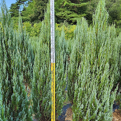 문그로우나무 5년생 수고 1미터50전후