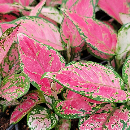 아그레오마차이홍 엔젤소품 색상이화려한잎