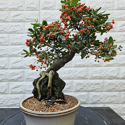 Pyracantha angustifolia .[] Bonsai - Xplant