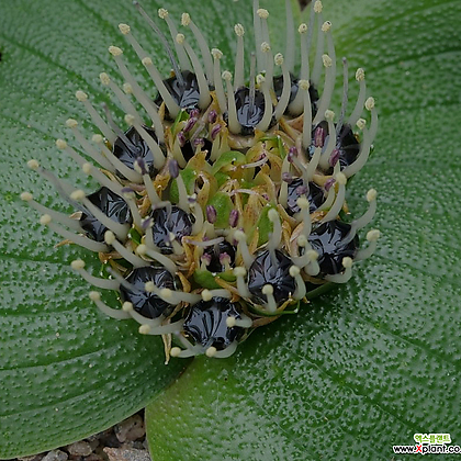 Massonia pustulata blue nectar form 마쏘니아 푸스툴라타