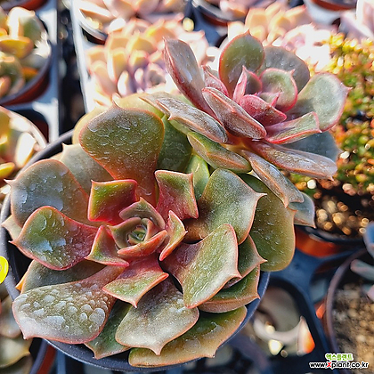 多肉植物 韓国苗 ゼスター 綴化＆ ゼスター錦 Echeveria Zestar 多肉植物 - Xplant