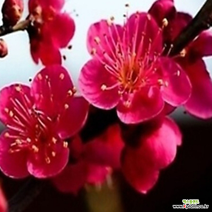 겨울꽃 비매