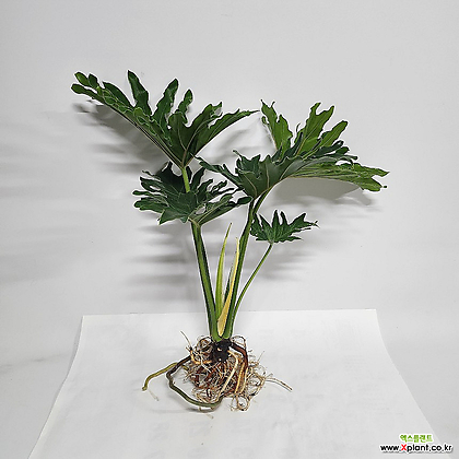 [무배]수경식물 프렌즈 큰잎 호프셀렘(특상) 2023 새 상품