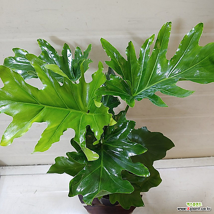 Philodendron Selloum [] __120 Air purification - Xplant