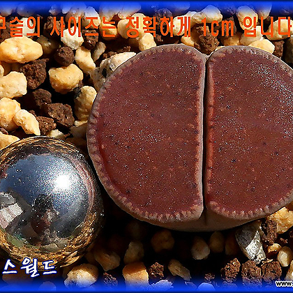 리톱스 Lithops Chocolate Puddle 초코렛퍼들