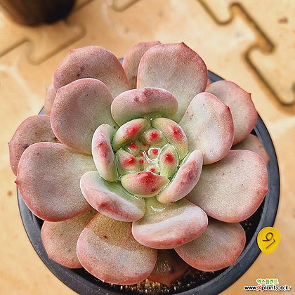 Echeveria Ariel Succulents - Xplant
