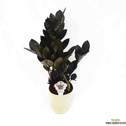 블랙금전수 Zamioculcas zamiifolia 'black' 인테리어 공기정화식물 서비내
