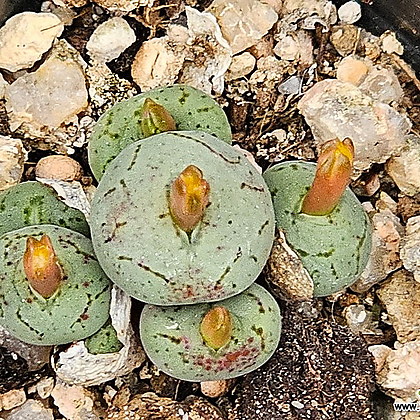 Conphytum uviforme ssp 유비포르미