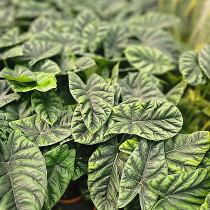식물공장 알로카시아 시누아타  중품 반려식물 30-60cm 119