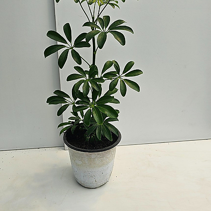 식물공장 홍콩야자 중품 반려식물 40-60cm 59