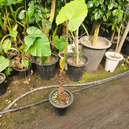 식물공장 알로카시아 오도라 중대품 분떄기 60-80cm 169