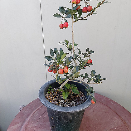 루비 산사나무(동일품배송)
