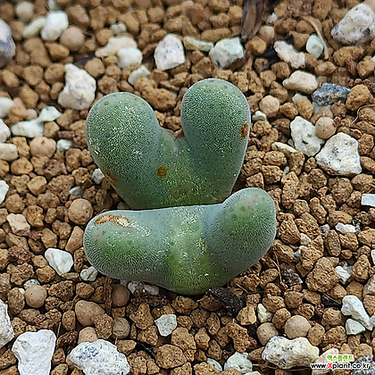 Conophytum bilobum C. EA272 Conophytum - Xplant