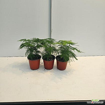 식물공장 3개발송 아스파라거스 소품 변리식물 10-25cm 79
