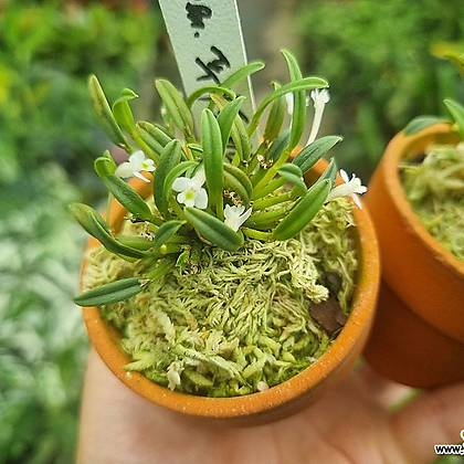 [하와이꽃집]  작고 소중해 초미니종 푸미폴리스 푸니폴미스