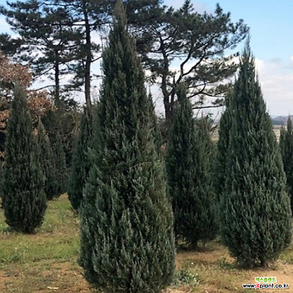 Juniperus scopulorum Blue Angel H25-35CM