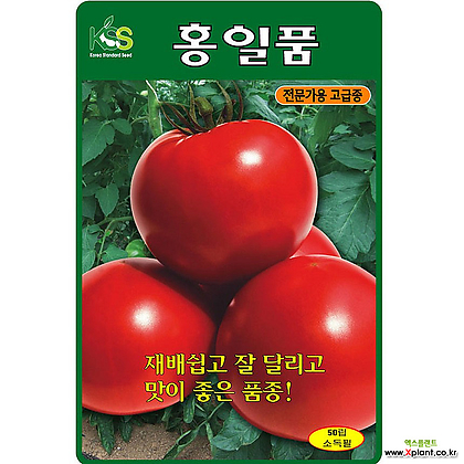 영농사 홍일품 토마토씨앗 50립