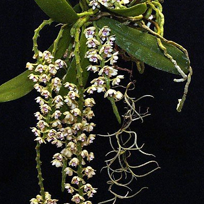 Tuberolabium kotoense.투벨로라비움 코토엔세.아리산풍란.굴피부작.흰색꽃.아주좋은향.원예종..
