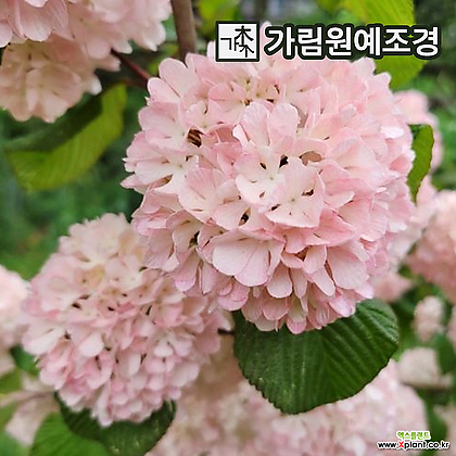 설구화 분홍설구화 핑크오데마리 정원수 묘목 가림원예조경